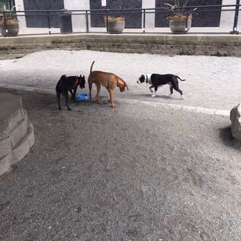 Dog Park at Plymouth Pillars Park photo 1